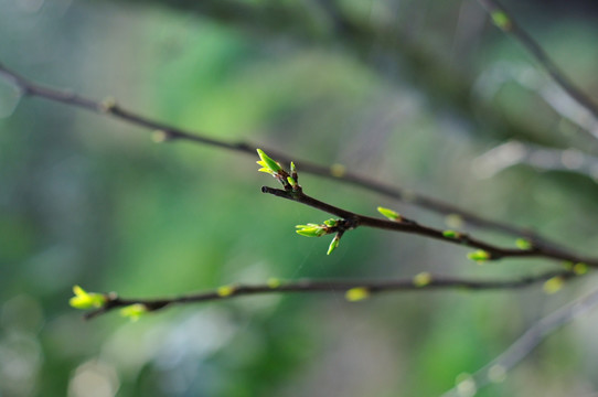 春芽花