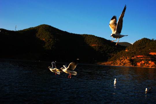 泸沽湖