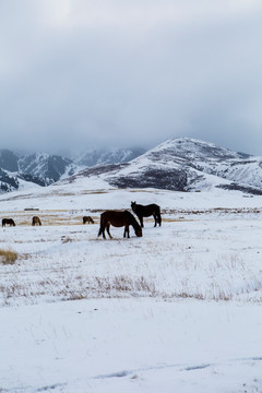 雪景   牧马