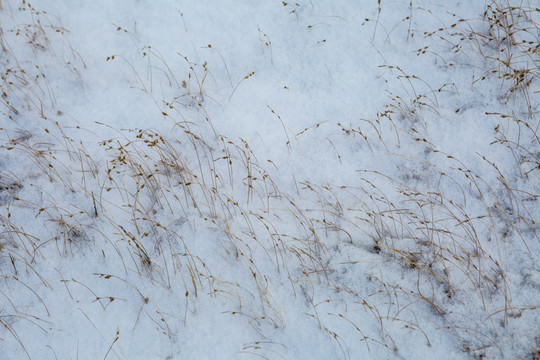 雪地 枯草