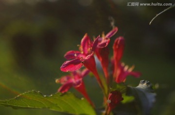 一束鲜花