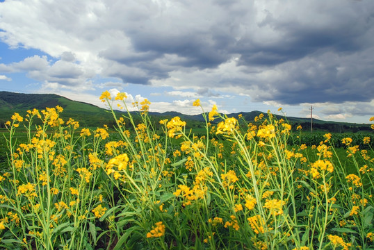 油菜花