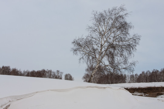 冬日雪原 积雪 白桦林