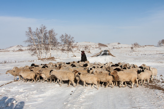冬牧 羊群 蓝天白云 远山
