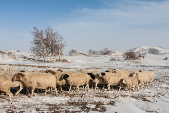 冬牧 羊群 蓝天白云 远山