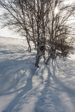 冬日雪原 树影 白桦林 竖片