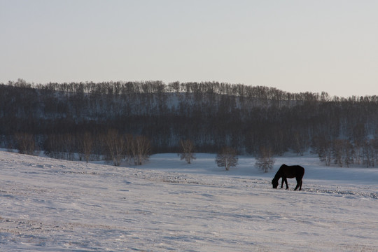 冬日雪原 一匹马 白桦林