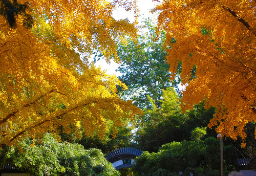 银杏树