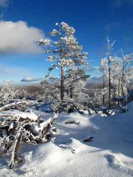 林海雪原