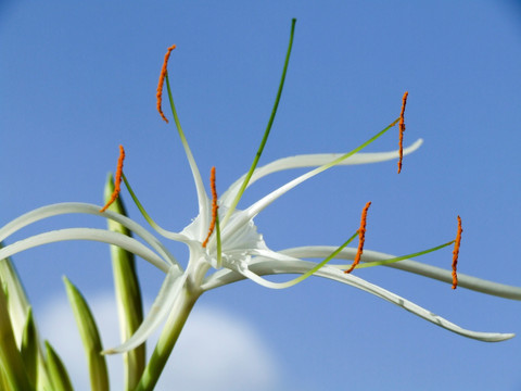 蜘蛛兰 兰花 花蕊