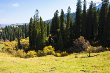 松树林