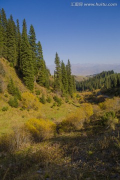 天山 云杉