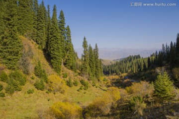 天山 云杉