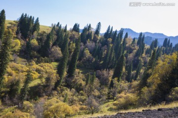 天山 云杉