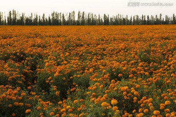 花海