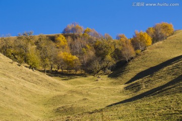 坡地 树林 秋天