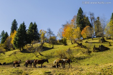 山坡 草地 马