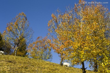 秋天 树林 山羊