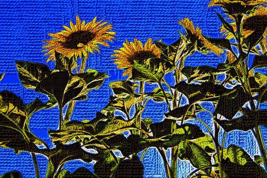 毛线织画   向日葵