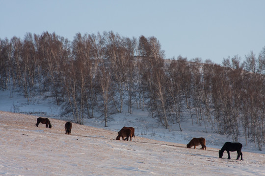 冬牧 马群 白桦林 暖色