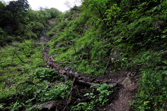 九峰山山中小路