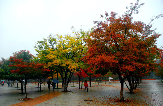 秋日雨中校园