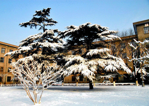 雪后寂静校园