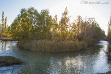 水湾 树林
