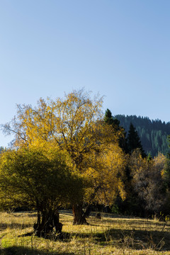 荒地 山荒