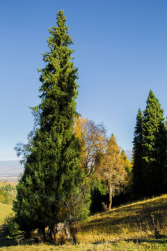 松树