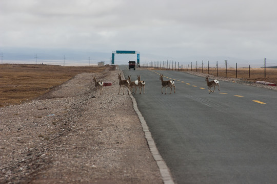 藏原羚横穿青藏公路 一群 奔跑