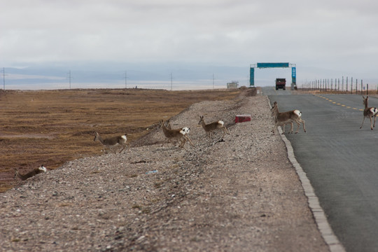 藏原羚横穿青藏公路 一群 奔跑