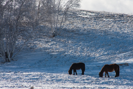 冬日雪原 白桦林 两匹马