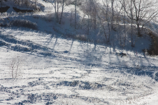 冬日雪原 白桦林 树影