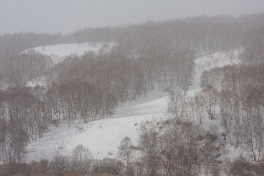 冬日雪原 暴风雪 下雪 树林
