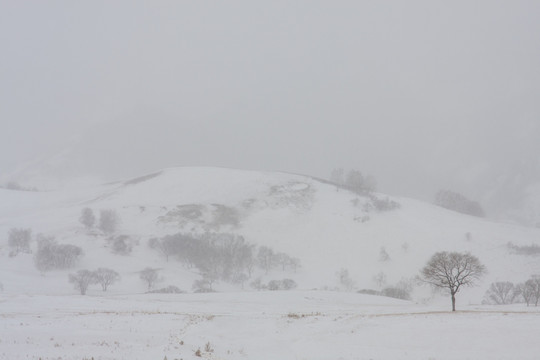 冬日雪原 暴风雪 下雪