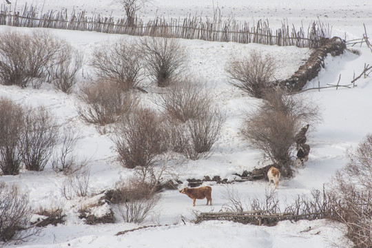 牧牛图 围栏 木栅栏 下雪