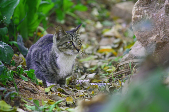 猫
