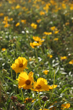 黄色菊花   背景