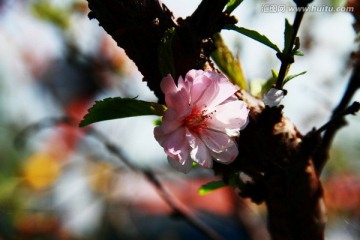 春天 花朵