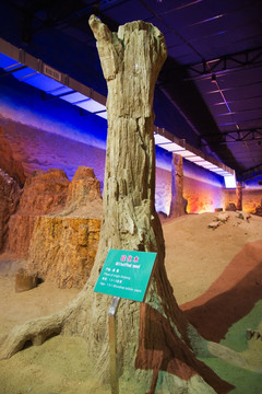 木化石 考古 博物馆 崇明岛