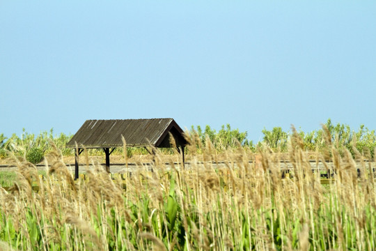 崇明东滩湿地 蓝天 自然 户外