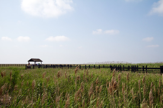 崇明东滩湿地 蓝天 自然 户外