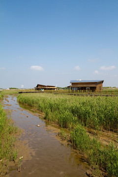 崇明东滩湿地 蓝天 自然 户外