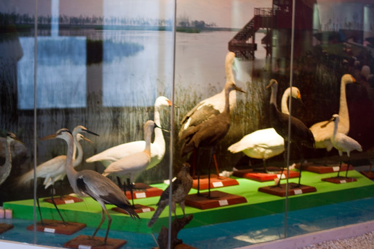 崇明东滩湿地公园 鸟类 标本