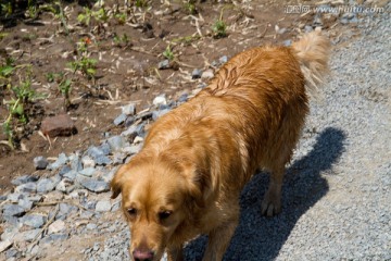 金毛犬 狗 黑色 户外 宠物犬