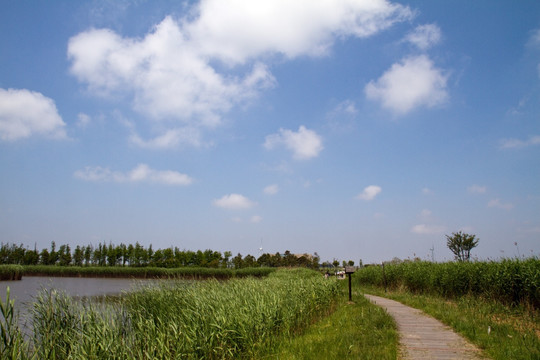崇明东滩湿地公园 蓝天 道路
