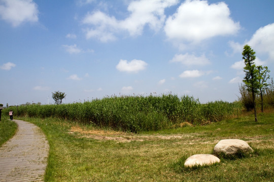 崇明东滩湿地公园 蓝天 道路