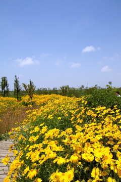 崇明东滩湿地公园 蓝天 道路