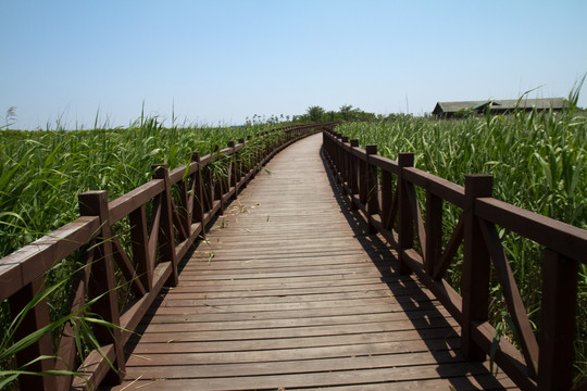 崇明东滩湿地公园 蓝天 道路